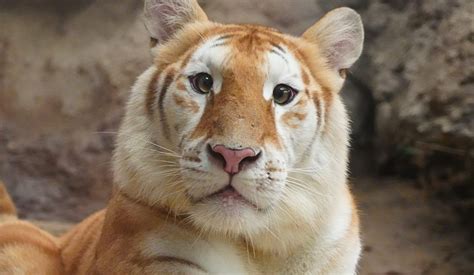 golden tiger