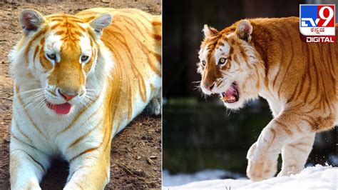 golden tiger alternative