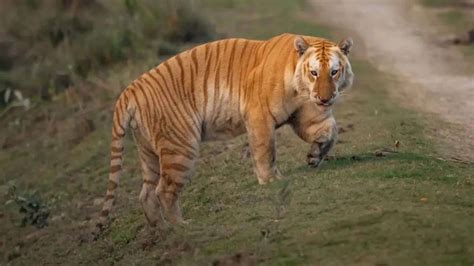 golden tiger